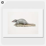 2-48_Indian-Zoology_picture