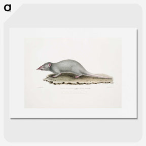 2-48_Indian-Zoology_picture