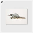 2-48_Indian-Zoology_postcard