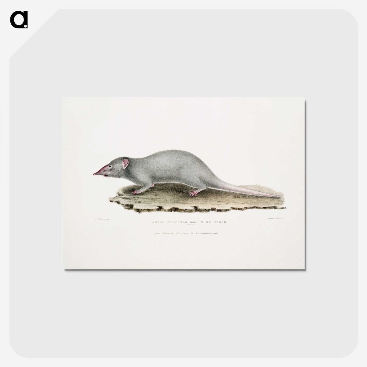 2-48_Indian-Zoology_postcard