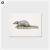 2-48_Indian-Zoology_postcard