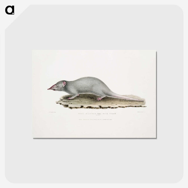 2-48_Indian-Zoology_postcard
