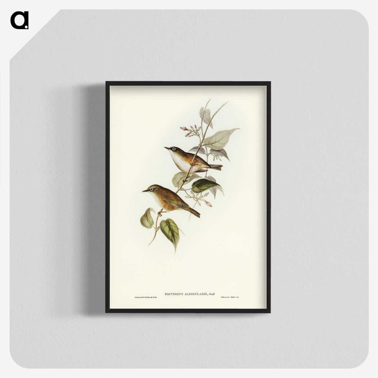 2-48_John-Gould_blk-crop