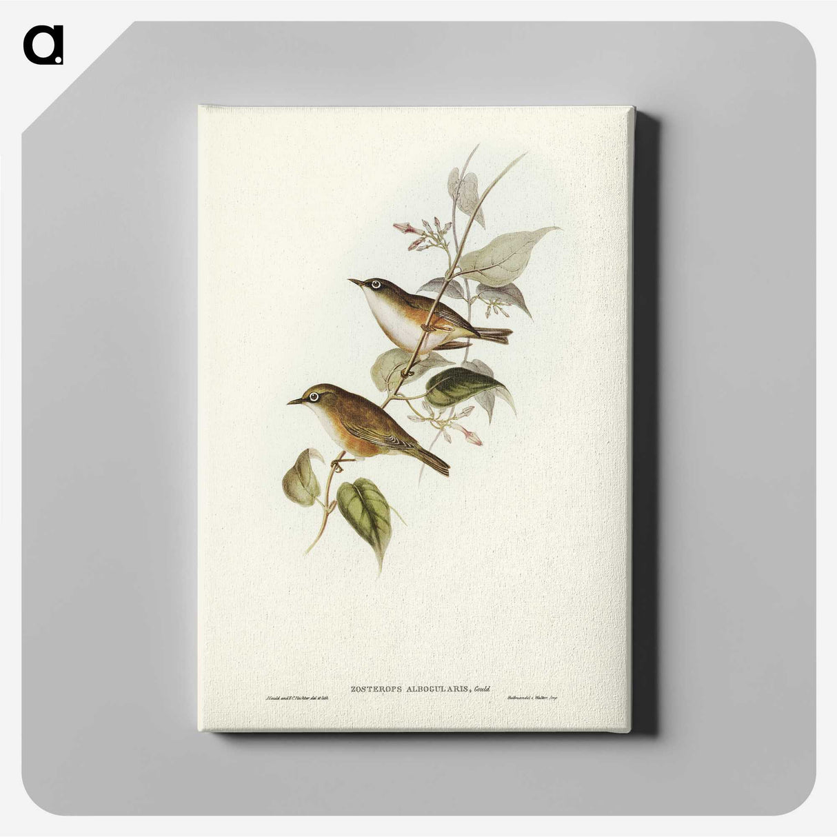 2-48_John-Gould_canvas