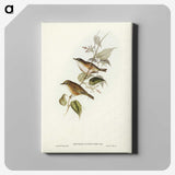 2-48_John-Gould_canvas