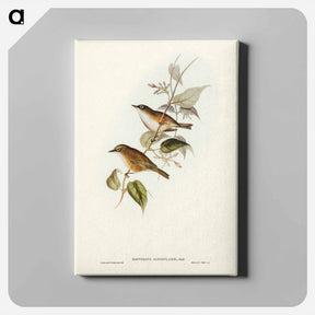 アートパネル-White-breasted Zosterops
 - ジョン グールド Canvas.