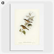 2-48_John-Gould_picture