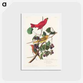 アートポストカード-Summer Red Bird
 - ジョン ジェームス オーデュボン Postcard.