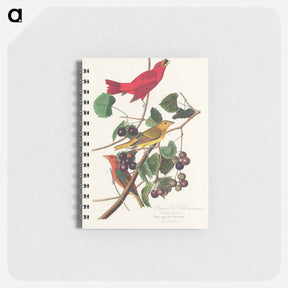 アートメモ帳-Summer Red Bird
 - ジョン ジェームス オーデュボン Memo.