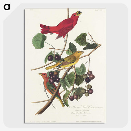 2-48_John-James-Audubon_picture-crop