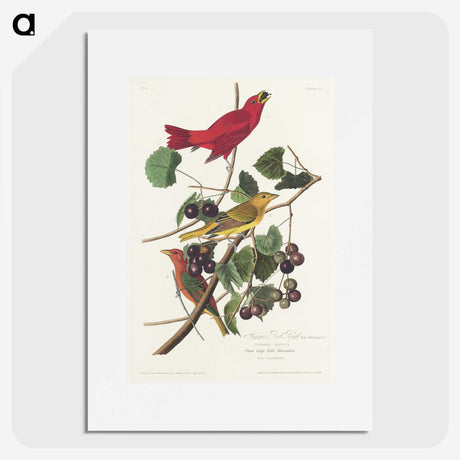2-48_John-James-Audubon_picture