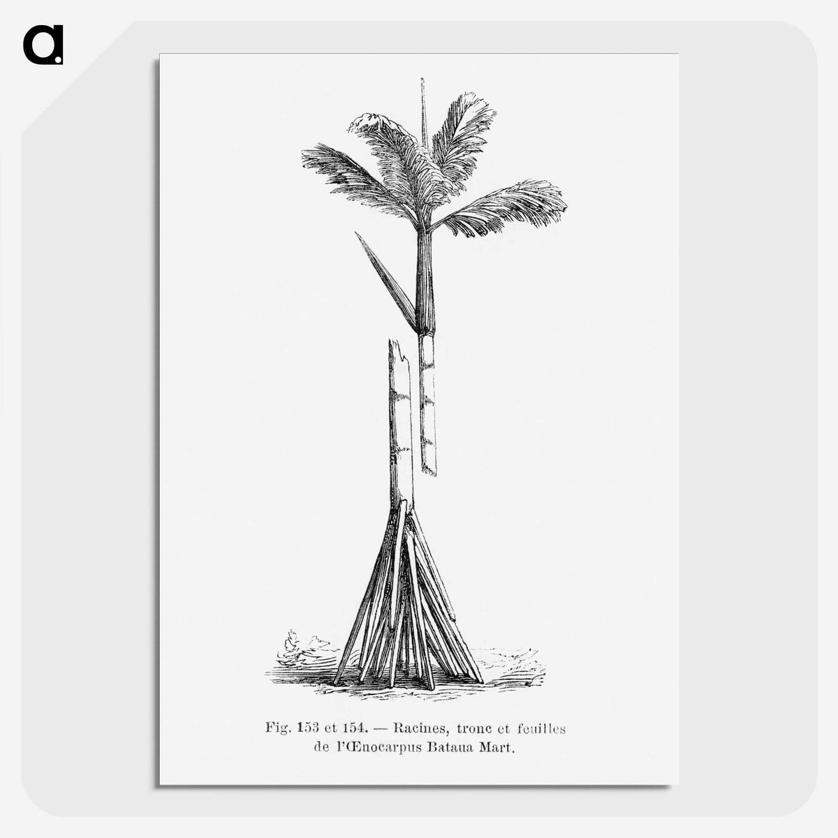 2-48_Les-Palmiers-Histoire-Iconographique_picture-crop