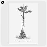 2-48_Les-Palmiers-Histoire-Iconographique_picture-crop