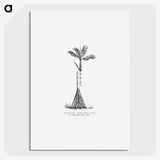 2-48_Les-Palmiers-Histoire-Iconographique_picture