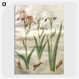 2-48_Maria-Sibylla-Merian_picture-crop