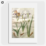 2-48_Maria-Sibylla-Merian_picture