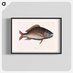 アートポスター-Mutton Fish
 - マーク ケイツビー Poster.