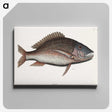 2-48_Mark-Catesby_canvas