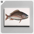 アートパネル-Mutton Fish
 - マーク ケイツビー Canvas.