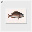 アートポストカード-Mutton Fish
 - マーク ケイツビー Postcard.