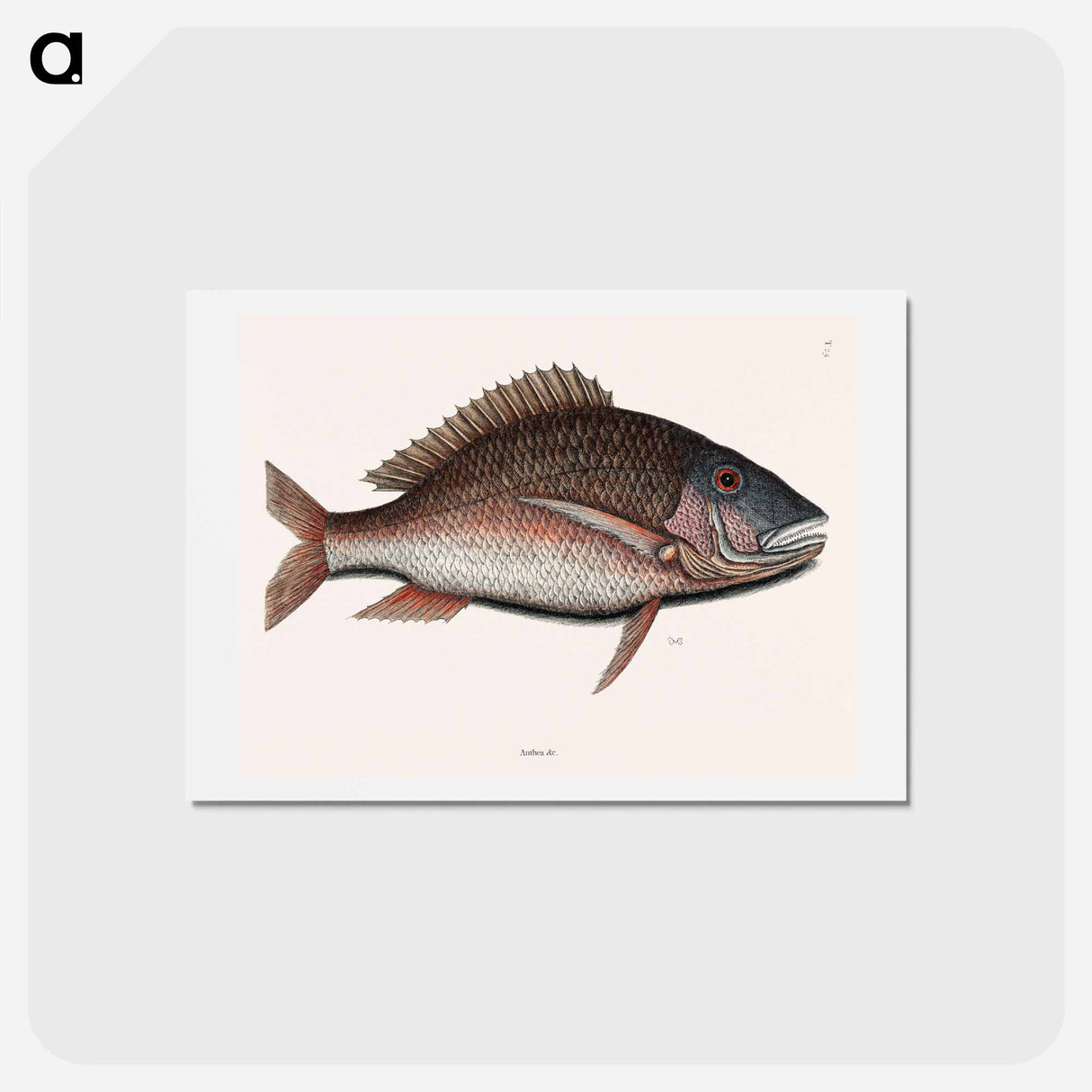 アートポストカード-Mutton Fish
 - マーク ケイツビー Postcard.
