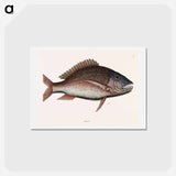 アートポストカード-Mutton Fish
 - マーク ケイツビー Postcard.