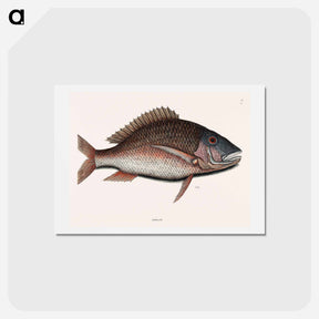 アートポストカード-Mutton Fish
 - マーク ケイツビー Postcard.