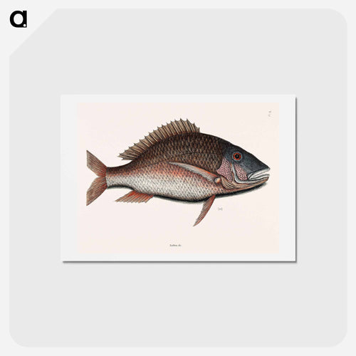 Mutton Fish
 - Mark Catesby Postcard.