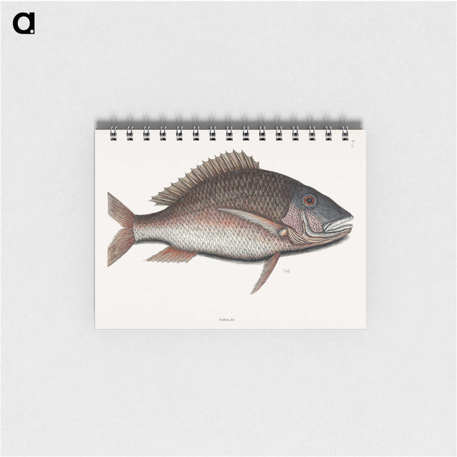 2-48_Mark-Catesby_memo