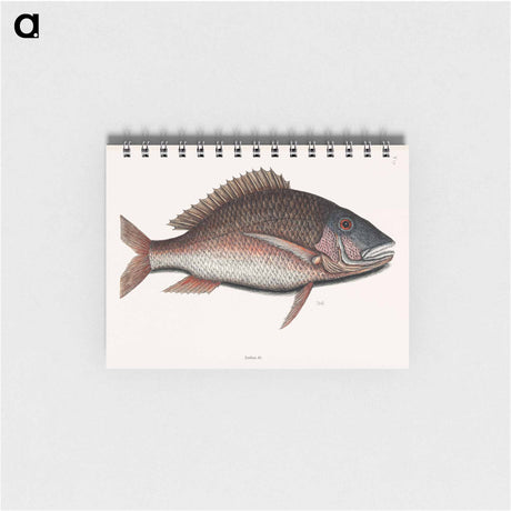 アートメモ帳-Mutton Fish
 - マーク ケイツビー Memo.