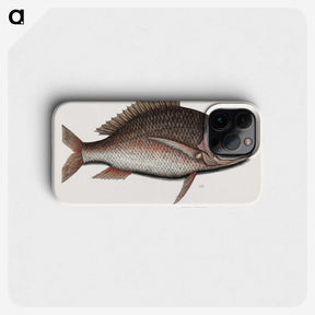 2-48_Mark-Catesby_phone