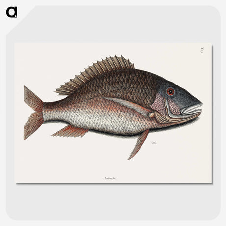 2-48_Mark-Catesby_picture-crop