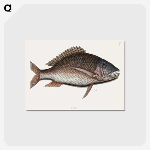 Mutton Fish
 - マーク ケイツビー Postcard.