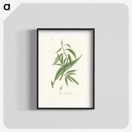 2-48_Medical-Botany_blk