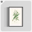 アートポスター-Salix rufselliana
 - 薬用植物学 Poster.