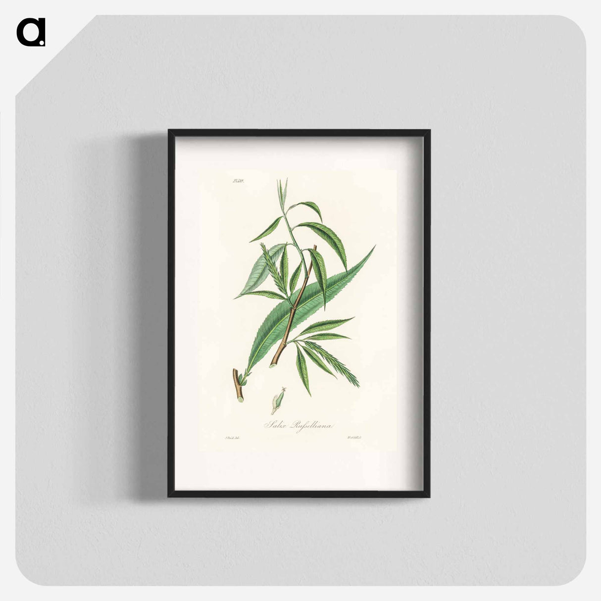 アートポスター-Salix rufselliana
 - 薬用植物学 Poster.
