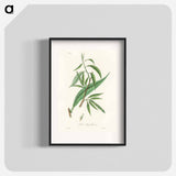 アートポスター-Salix rufselliana
 - 薬用植物学 Poster.