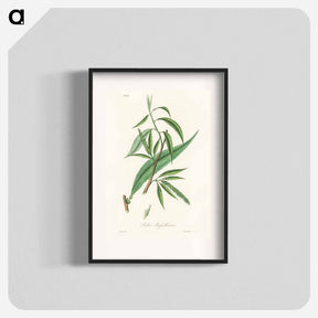 アートポスター-Salix rufselliana
 - 薬用植物学 Poster.