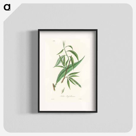 アートポスター-Salix rufselliana
 - 薬用植物学 Poster.