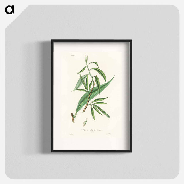 アートポスター-Salix rufselliana
 - 薬用植物学 Poster.