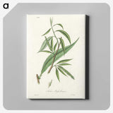 2-48_Medical-Botany_canvas