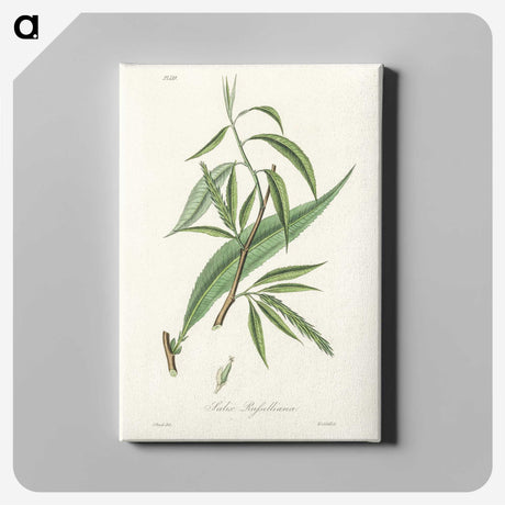 2-48_Medical-Botany_canvas