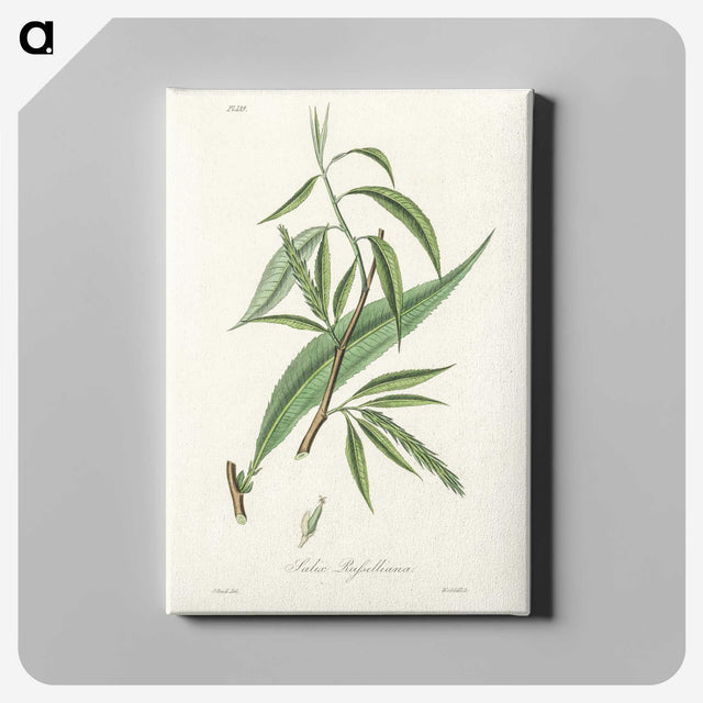 2-48_Medical-Botany_canvas