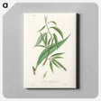 アートパネル-Salix rufselliana
 - 薬用植物学 Canvas.