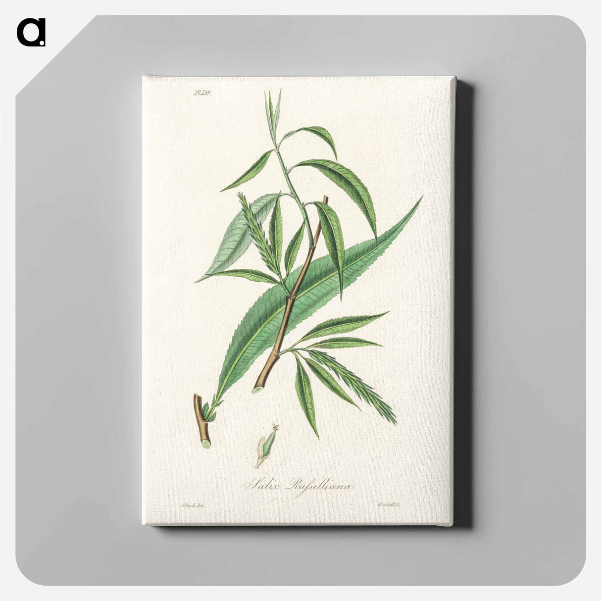 アートパネル-Salix rufselliana
 - 薬用植物学 Canvas.