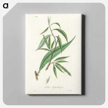 アートパネル-Salix rufselliana
 - 薬用植物学 Canvas.
