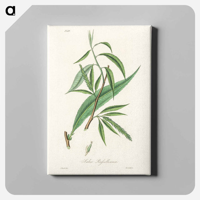 アートパネル-Salix rufselliana
 - 薬用植物学 Canvas.
