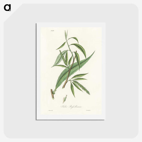 2-48_Medical-Botany_hagaki
