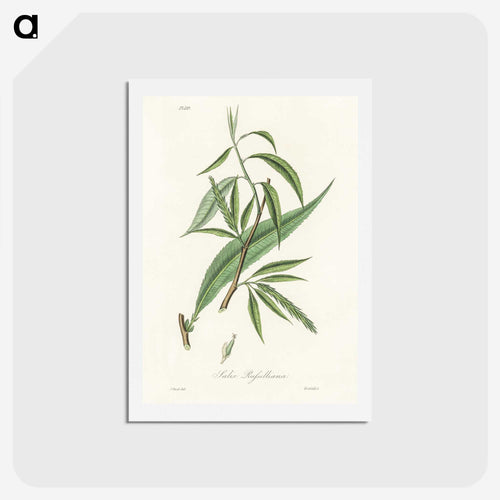 ルッセリアナヤナギ - 薬用植物学 Postcard.
