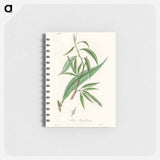 アートメモ帳-Salix rufselliana
 - 薬用植物学 Memo.